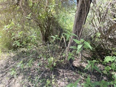 Ambrosia ambrosioides