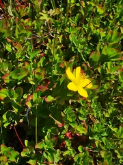 Hypericum kamtschaticum
