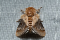 Nirmides basalis