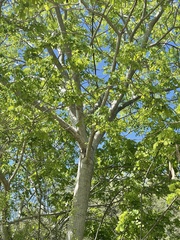 Albizia occidentalis