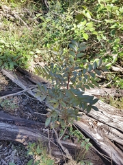 Zanthoxylum brachyacanthum