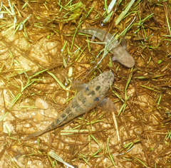 Dormitator maculatus