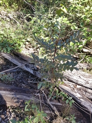 Zanthoxylum brachyacanthum