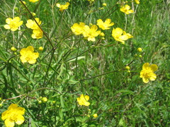Ranunculus polyanthemos