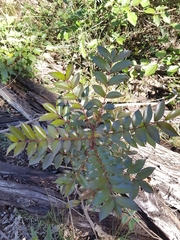 Zanthoxylum brachyacanthum