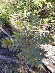 Zanthoxylum brachyacanthum