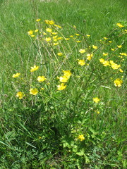 Ranunculus polyanthemos
