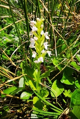 Galearis camtschatica