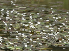 Nymphoides hydrophylla