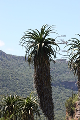 Aloe pluridens