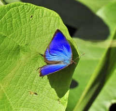 Arhopala madytus