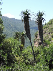Aloe pluridens