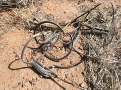 Proboscidea parviflora