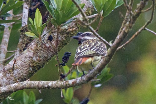 Sulphur-bellied Flycatcher