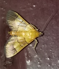 Syngamia latimarginalis