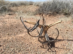 Proboscidea parviflora