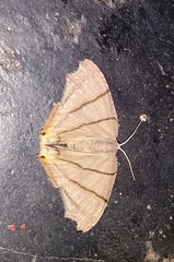 Orudiza protheclaria