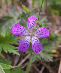Geranium yesoense nipponicum