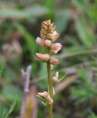 Aletris foliata
