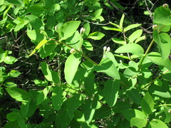 Lonicera tatarica