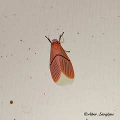 Aberrasine strigivenata