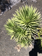 Argyroxiphium × Dubautia