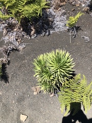 Argyroxiphium × Dubautia