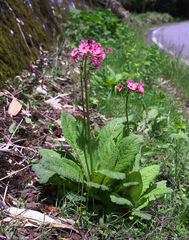 Primula japonica