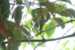 Aethopyga temminckii