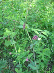 Lathyrus pisiformis