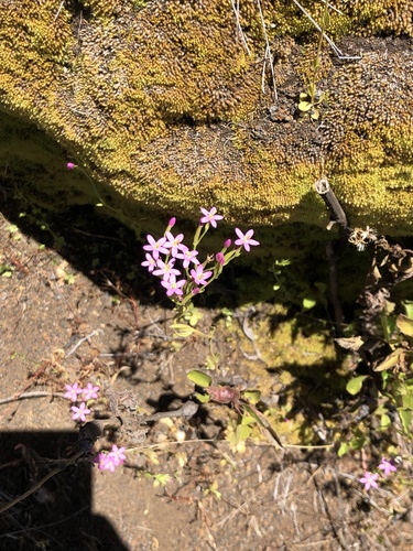 Centaurium erythraea observed 2021-07-09