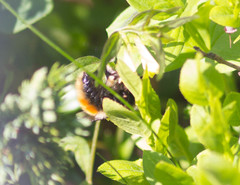 Bombus lapponicus