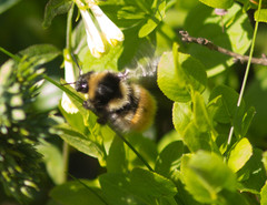 Bombus lapponicus