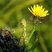 Japanese Oxtongue - Photo (c) Ольга Курякова, some rights reserved (CC BY-NC), uploaded by Ольга Курякова
