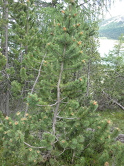 Pinus cembra