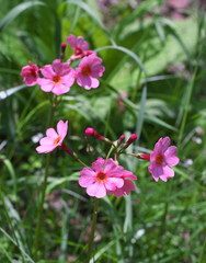 Primula japonica