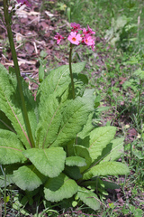 Primula japonica