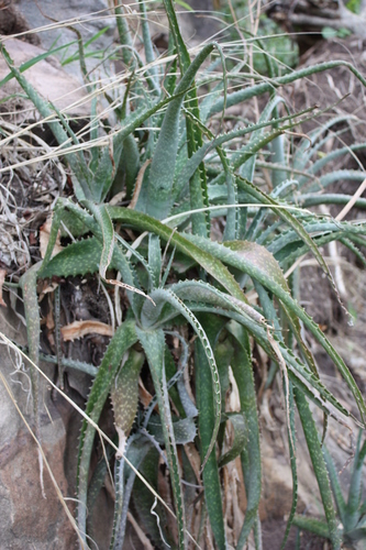 Aloe schweinfurthii