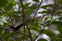 Phyllergates cucullatus