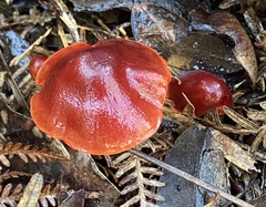 Cortinarius persplendidus