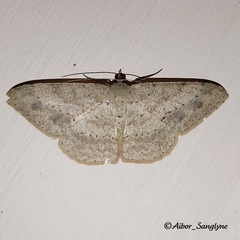 Luxiaria tephrosaria