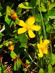 Hypericum kamtschaticum