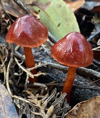 Cortinarius persplendidus