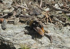 Merodon equestris