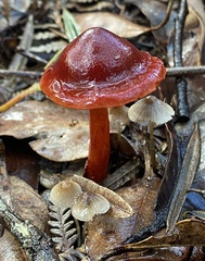 Cortinarius persplendidus
