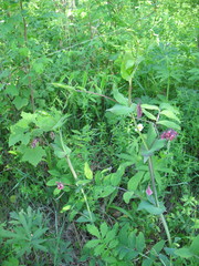 Lathyrus pisiformis