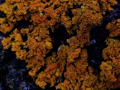 Xanthoria calcicola