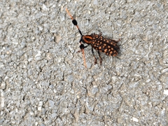 Aristobia approximator