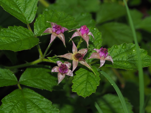 small-leaf bramble