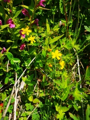 Hypericum kamtschaticum
